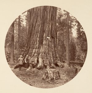 Der Stolz des Waldes - Calaveras Grove von Carleton Emmons Watkins