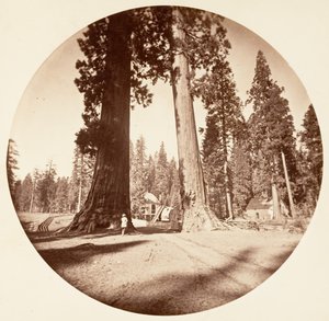 Die Wächter - Calaveras Grove, ca. 1878 von Carleton Emmons Watkins