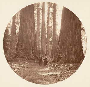 Die drei Grazien gesehen durch den Bryant und Seward Calaveras Hain, ca. 1878 von Carleton Emmons Watkins