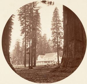 W. C. Bryant - Calaveras Grove, ca. 1878 von Carleton Emmons Watkins