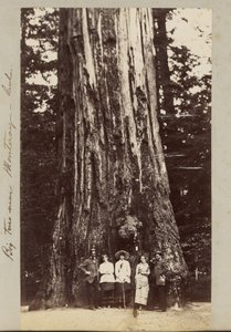 Große Bäume in der Nähe von Monterey - Kalifornien von Carleton Watkins