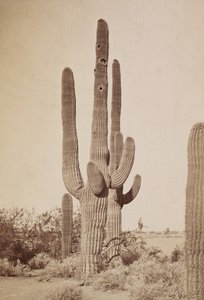 Kaktus von Carleton Watkins