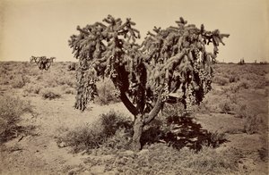 Kaktus, Arizona Wüste von Carleton Watkins