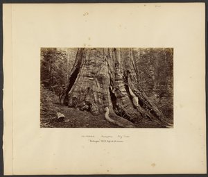 [Kalifornien - Mariposa Big Trees, "Washington" 270 ft. hoch, 92 ft. Umfang] von Carleton Watkins