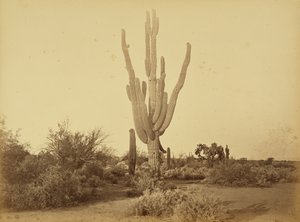  von Carleton Watkins