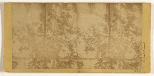 Weinreben von Carleton Watkins