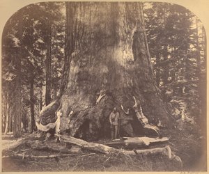 Abschnitt des Grizzly Giant, 33 Fuß Durchmesser, Mariposa Grove, Yosemite, Nr. 111 von Carleton Watkins