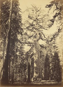  von Carleton Watkins