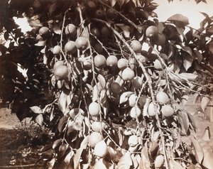 Ohne Titel [Frucht am Baum]