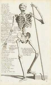 Anatomische Studie des menschlichen Skeletts von Carlo Cesi