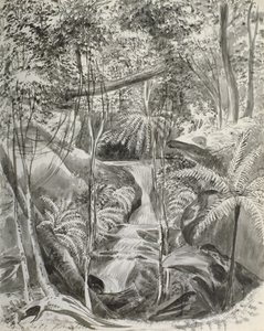 Dschungelstudie, 19. Jahrhundert von Caroline Louisa Meredith