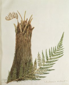 Studie eines Farns, 19. Jahrhundert von Caroline Louisa Meredith
