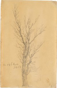 Baumstudie von Caspar David Friedrich