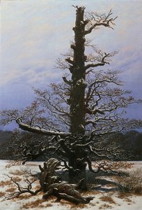 Eiche im Schnee von Caspar David Friedrich