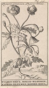 Klatschmohn