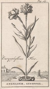 Titelblatt und acht Drucke mit Blumen von Caspar Luyken