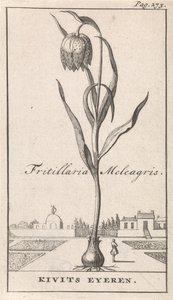 Titelblatt und acht Drucke mit Blumen von Caspar Luyken