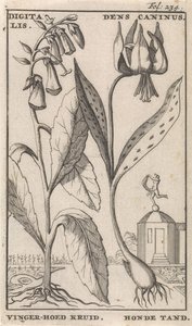 Titelblatt und acht Drucke mit Blumen