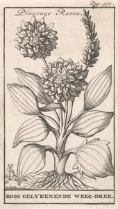 Titelblatt und acht Drucke mit Blumen von Caspar Luyken