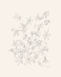 Botanische Blumenstudie