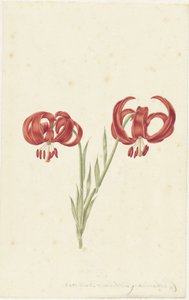 Rote Lilie von Catharina Lintheimer
