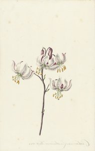 Zweig mit vier weißen Lilien von Catharina Lintheimer