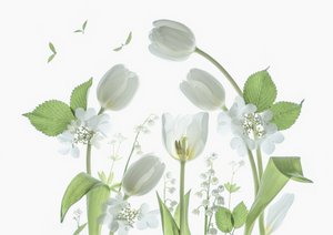 Ätherische Weiße Tulpen