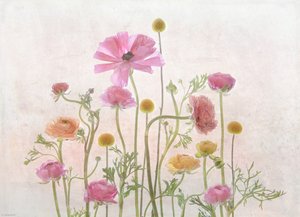 Sanfte Rosa Ranunkeln von Catherine Wang