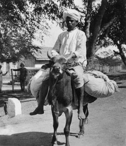 Der Wäscher, Indien, spätes 19. oder frühes 20. Jahrhundert von Cavanders Ltd