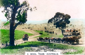 Ein Wollteam, Australien, um 1920er Jahre von Cavenders Ltd