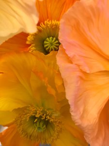 Komposition - Blumen von Cécile Jamet