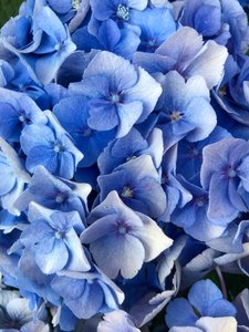 Komposition - Blumen von Cécile Jamet