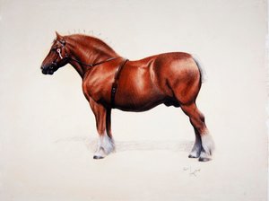 Ein preisgekrönter Suffolk Punch von Cecil Charles Windsor Aldin