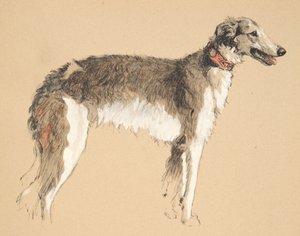 Borzoi, 1930, Illustrationen aus seinem Skizzenbuch verwendet für Just Among Friends, später veröffentlicht von Eyre und Spottiswoode Limited, 1934 von Cecil Charles Windsor Aldin