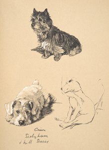 Cairn, Sealyham und Bullterrier, 1930, Illustrationen aus seinem Skizzenbuch verwendet für Just Among Friends, Aldin, Cecil Charles Windsor (1870-1935), später veröffentlicht von Eyre und Spottiswoode Limited, 1934 von Cecil Charles Windsor Aldin