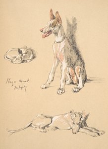 Ibiza-Hundewelpe, 1930, Illustrationen aus seinem Skizzenbuch verwendet für Just Among Friends, Aldin, Cecil Charles Windsor (1870-1935), später veröffentlicht von Eyre und Spottiswoode Limited, 1934 von Cecil Charles Windsor Aldin