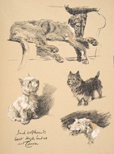 Irischer Wolfshund, West Highlander und Cairn, 1930, Illustrationen aus seinem Skizzenbuch verwendet für 