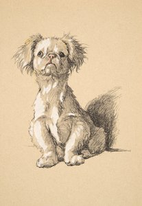 Peke, 1930, Illustrationen aus seinem Skizzenbuch verwendet für Just Among Friends, Aldin, Cecil Charles Windsor (1870-1935), später veröffentlicht von Eyre und Spottiswoode Limited, 1934 von Cecil Charles Windsor Aldin