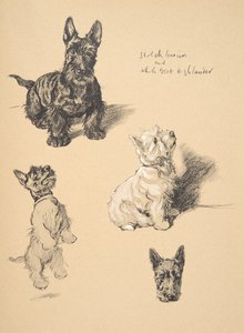 Schottischer Terrier und Weißer West Highlander, 1930, Illustrationen aus seinem Skizzenbuch verwendet für Just Among Friends, Aldin, Cecil Charles Windsor (1870-1935), später veröffentlicht von Eyre und Spottiswoode Limited von Cecil Charles Windsor Aldin