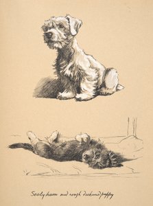 Sealyham und Rauhhaardackel-Welpe, 1930, Illustrationen aus seinem Skizzenbuch verwendet für Just Among Friends, später veröffentlicht von Eyre und Spottiswoode Limited, 1934 von Cecil Charles Windsor Aldin
