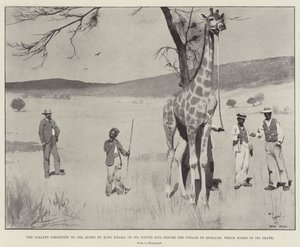 Die Giraffe, die der Königin von König Khama auf ihrem Heimatboden vor der Reise nach England präsentiert wurde, die mit ihrem Tod endete von Cecil Charles Windsor Aldin