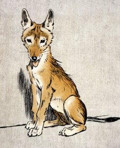 Junger Schakal, ca. 1900 (Gravur)