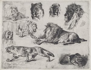 Studie von Löwen