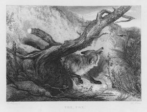 Der Fuchs von Charles (after) Hancock