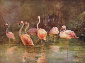 Flamingos von Charles (after) Whymper