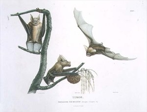 Rhinolophus Crumeniferus, ein Hufeisennase, von Timor, Tafel 35 aus 
