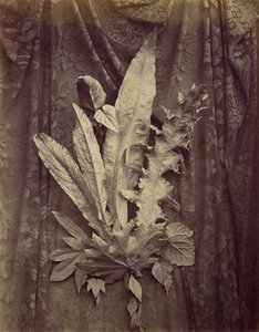 [Studie von Blättern auf einem Hintergrund aus Blumenspitze], 1864 von Charles Aubry