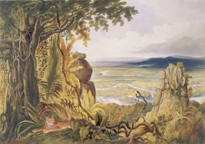 Der Comuti oder Taquiare Felsen am Essequibo-Fluss, aus 