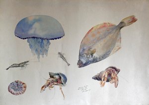 Aquarell mit Quallen, ca. 1901