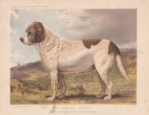 St. Bernhard "Äbtissin" von Charles Burton Barber